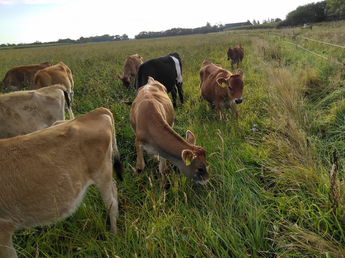 puregraze's tweet photo. Lekker aan het strip-grazen met het jongvee!💪🏼
#weidegang #beweiding #jongvee #jerseycow https://t.co/xMoXQmqK6Z