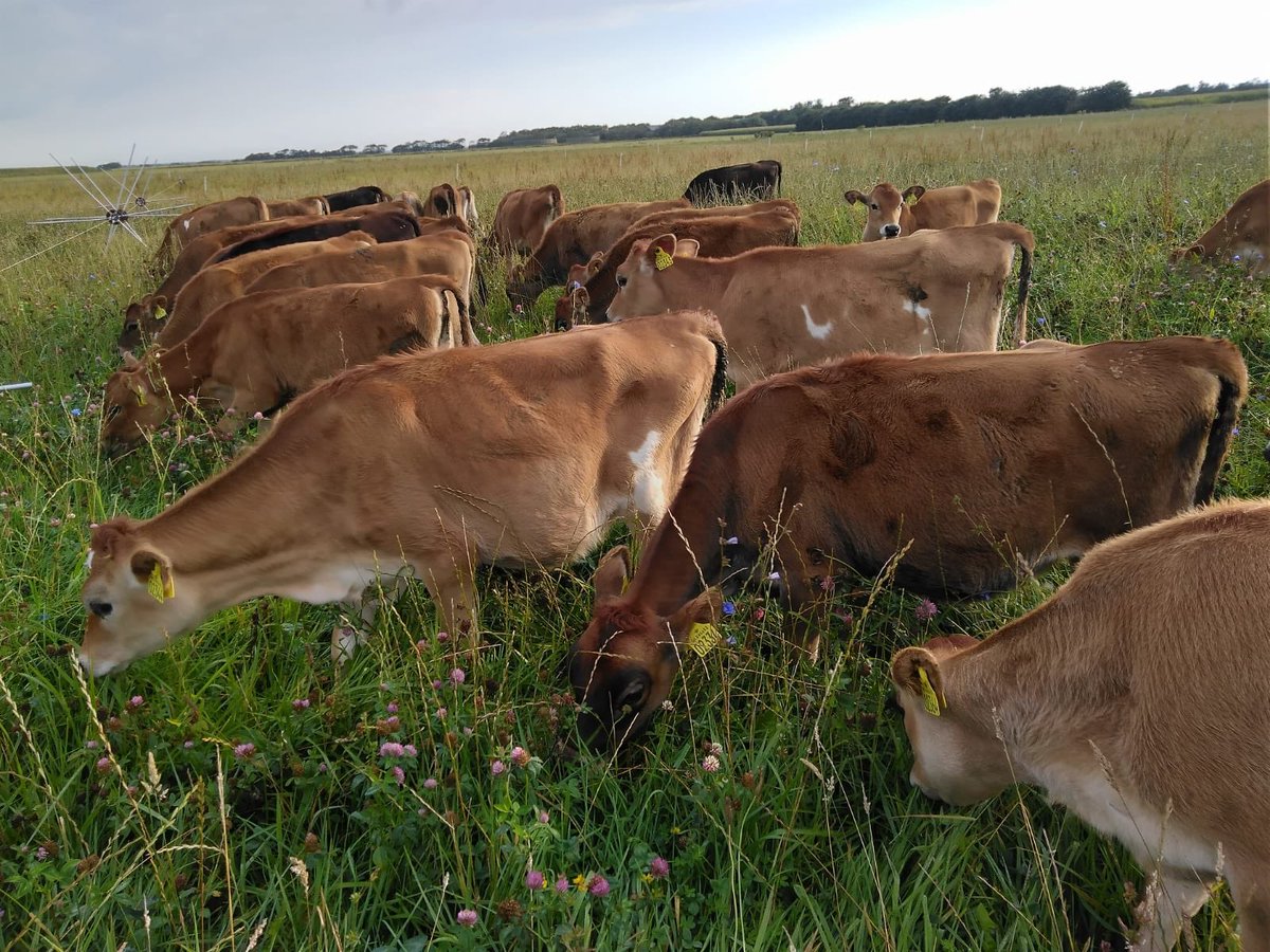 puregraze's tweet photo. Lekker aan het strip-grazen met het jongvee!💪🏼
#weidegang #beweiding #jongvee #jerseycow https://t.co/xMoXQmqK6Z