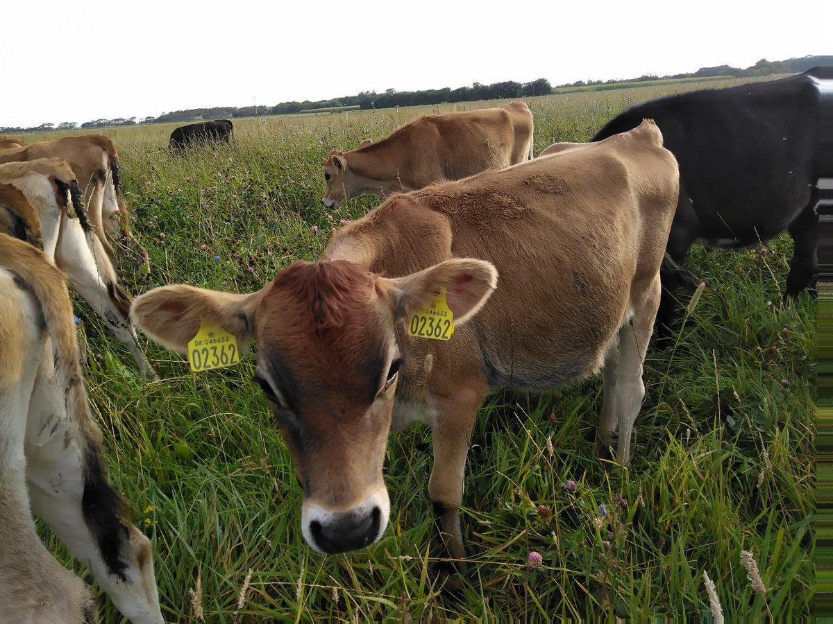 puregraze's tweet photo. Lekker aan het strip-grazen met het jongvee!💪🏼
#weidegang #beweiding #jongvee #jerseycow https://t.co/xMoXQmqK6Z