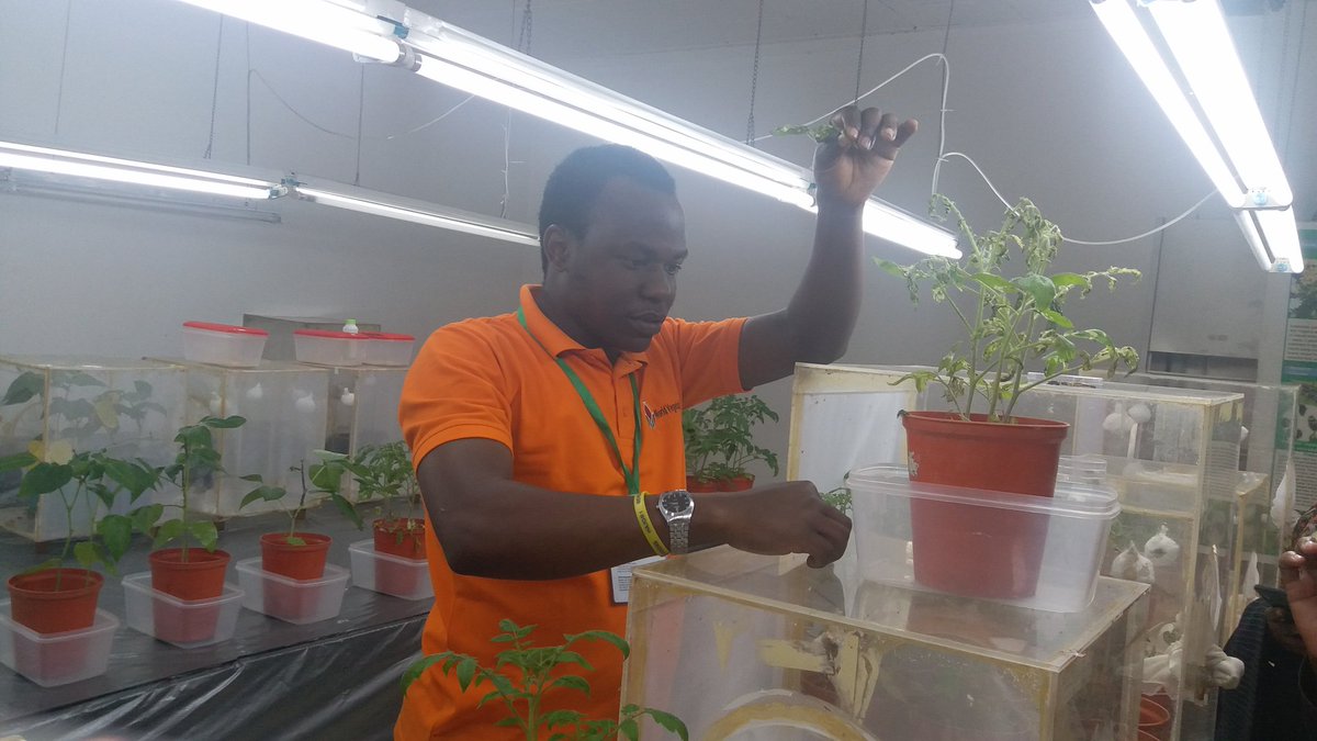 HildaKinabo6's tweet photo. A researcher Elias Shem in a laboratory at @go_vegetables showing the journalists research on the annoying insect name" KANTANGAZE" Cc @RugalemaG https://t.co/lK2EzkqBXE