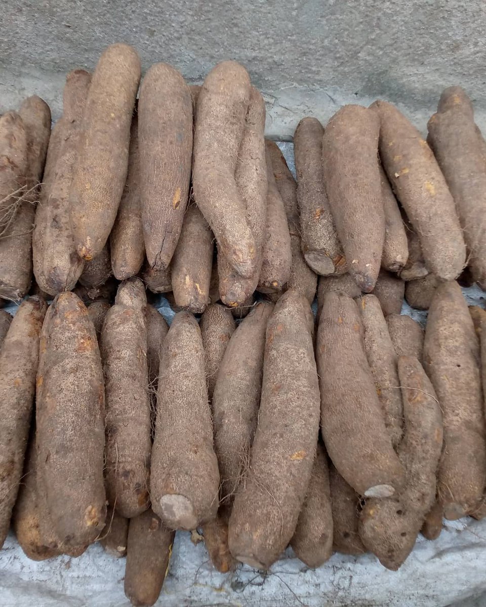 Mhoyor_olar's tweet photo. Twitter people come to my rescue oo.. harvest come finish I never see customer.. I have over 150 pieces of yam available for sale. It's 350-400, delivery is available for people in Lagos and Ibadan. Help me retweet abeg, call my customer come nah. 🙏🙏

#HelpAFarmer https://t.co/3grg47pkuc