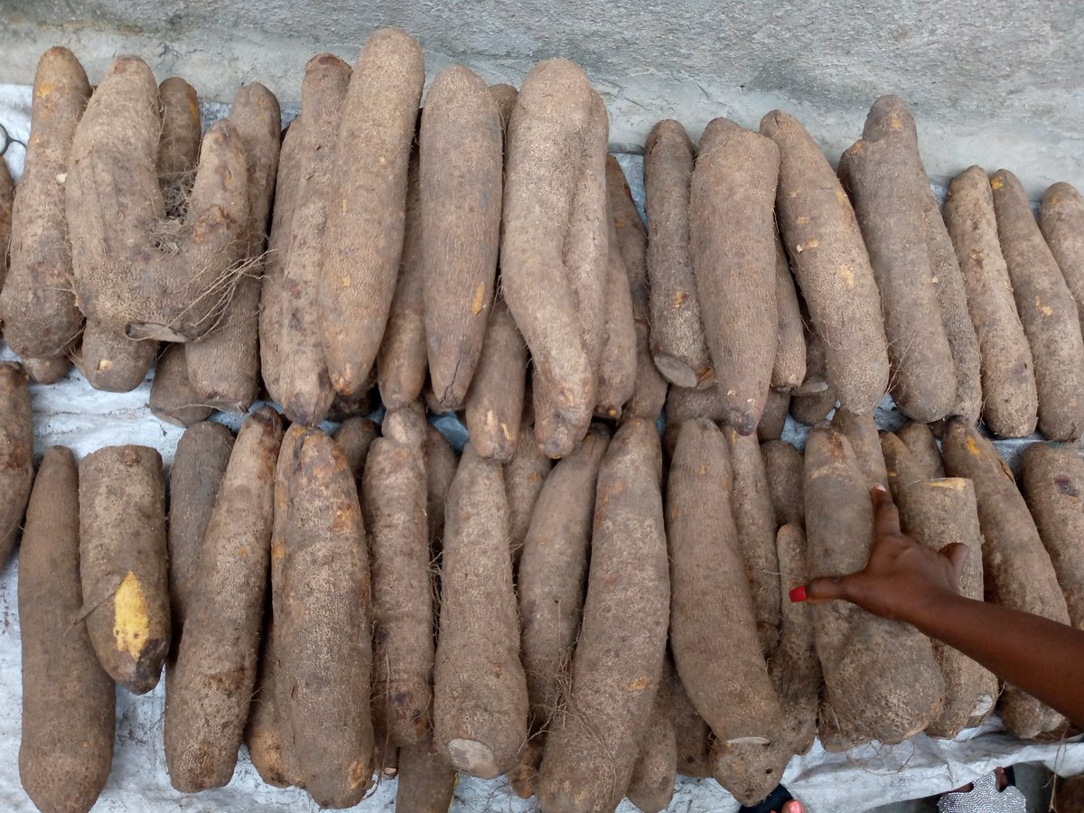 Mhoyor_olar's tweet photo. Twitter people come to my rescue oo.. harvest come finish I never see customer.. I have over 150 pieces of yam available for sale. It's 350-400, delivery is available for people in Lagos and Ibadan. Help me retweet abeg, call my customer come nah. 🙏🙏

#HelpAFarmer https://t.co/3grg47pkuc