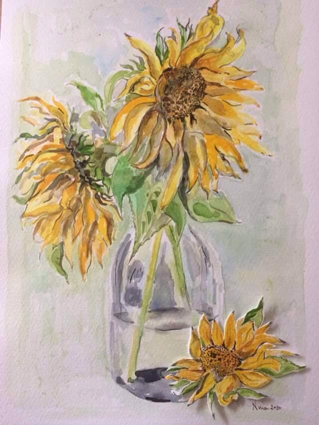 From the garden Sunflowers blown down in the wind