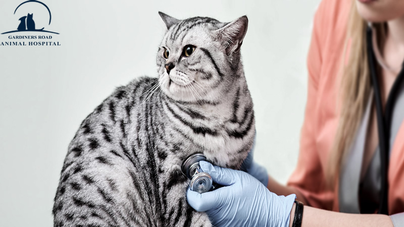 grahkingston's tweet image. Veterinary Service in Kingston: Why Obesity Is a Problem in Cats

At Grah Kingston, we are providing quality Veterinary Service in Kingston. 

blog.grahkingston.com/veterinary-ser…

For Inquiries:

grahkingston.com

#VeterinaryServiceInKingston
#VeterinaryService
#KingstonVet