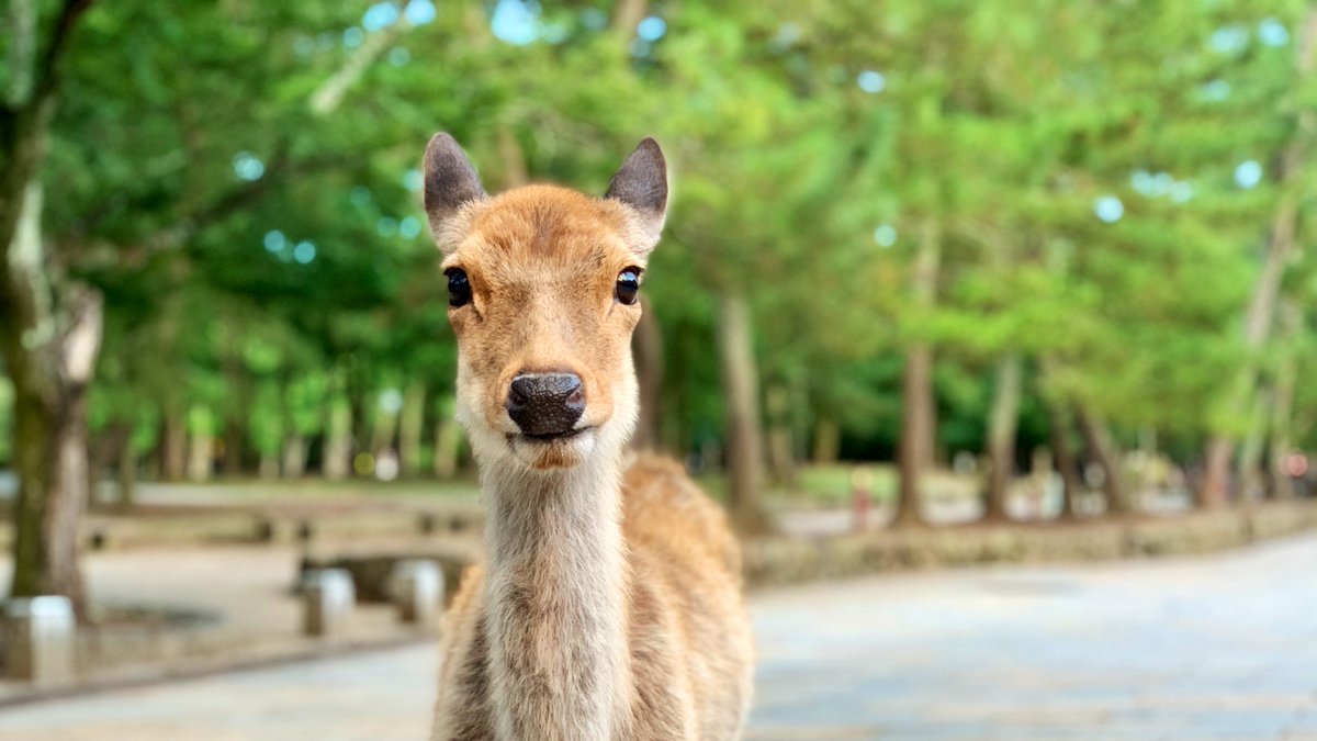 可愛い鹿