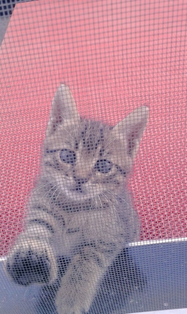 Üzdün bizi maviş..