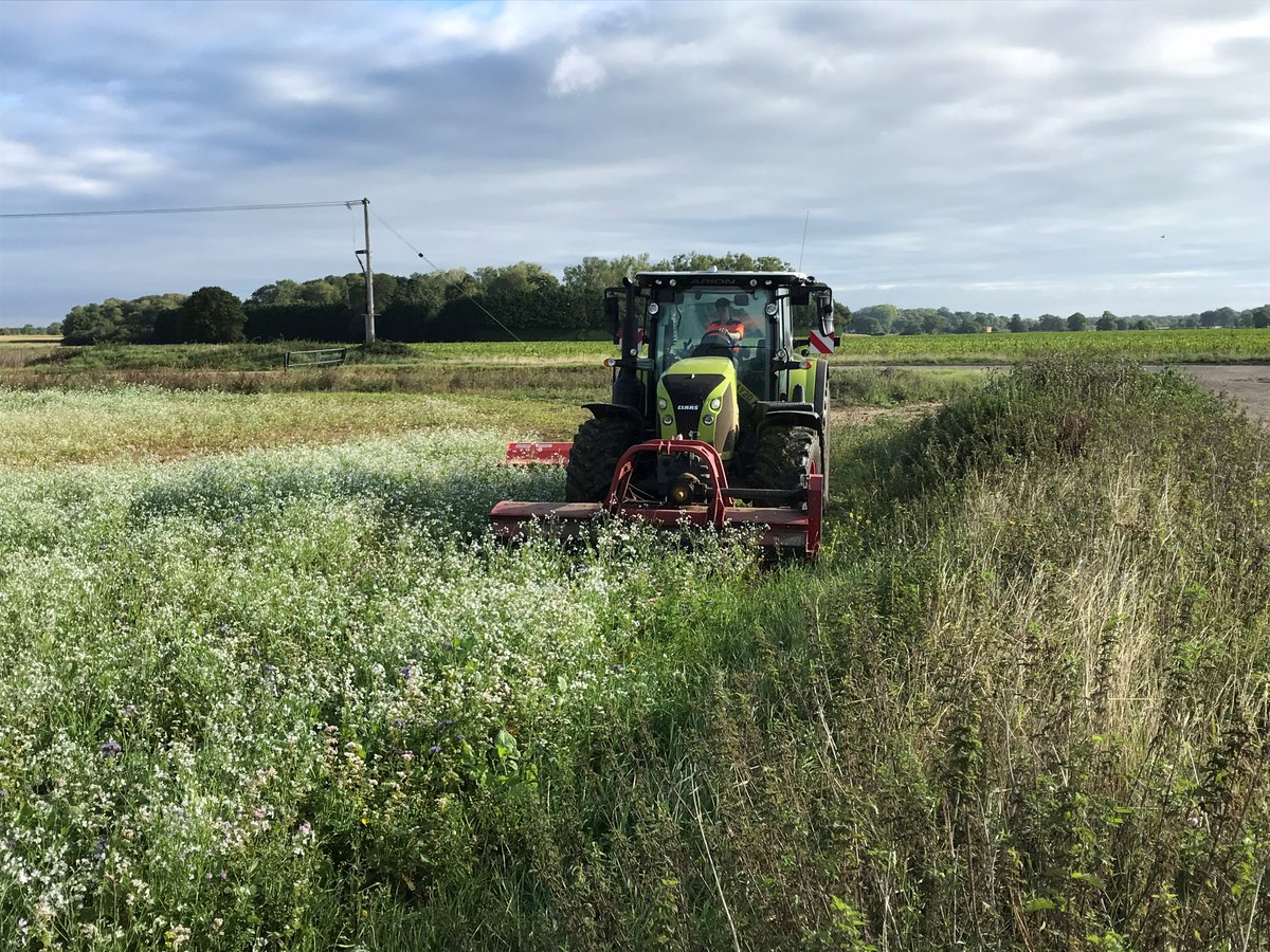sfssteveh's tweet photo. Outside SFS today @SoilFertilityUK . Knocking down the cover crop ready for Normac 2020 #albanwise @Michaelballs77 @FarmersGuide @AngliaFarmer @baseuk #farming #claas #norfolk @chrisshill75 @EDP24 see you next week. 16.9.20 https://t.co/DeJp52x7UT