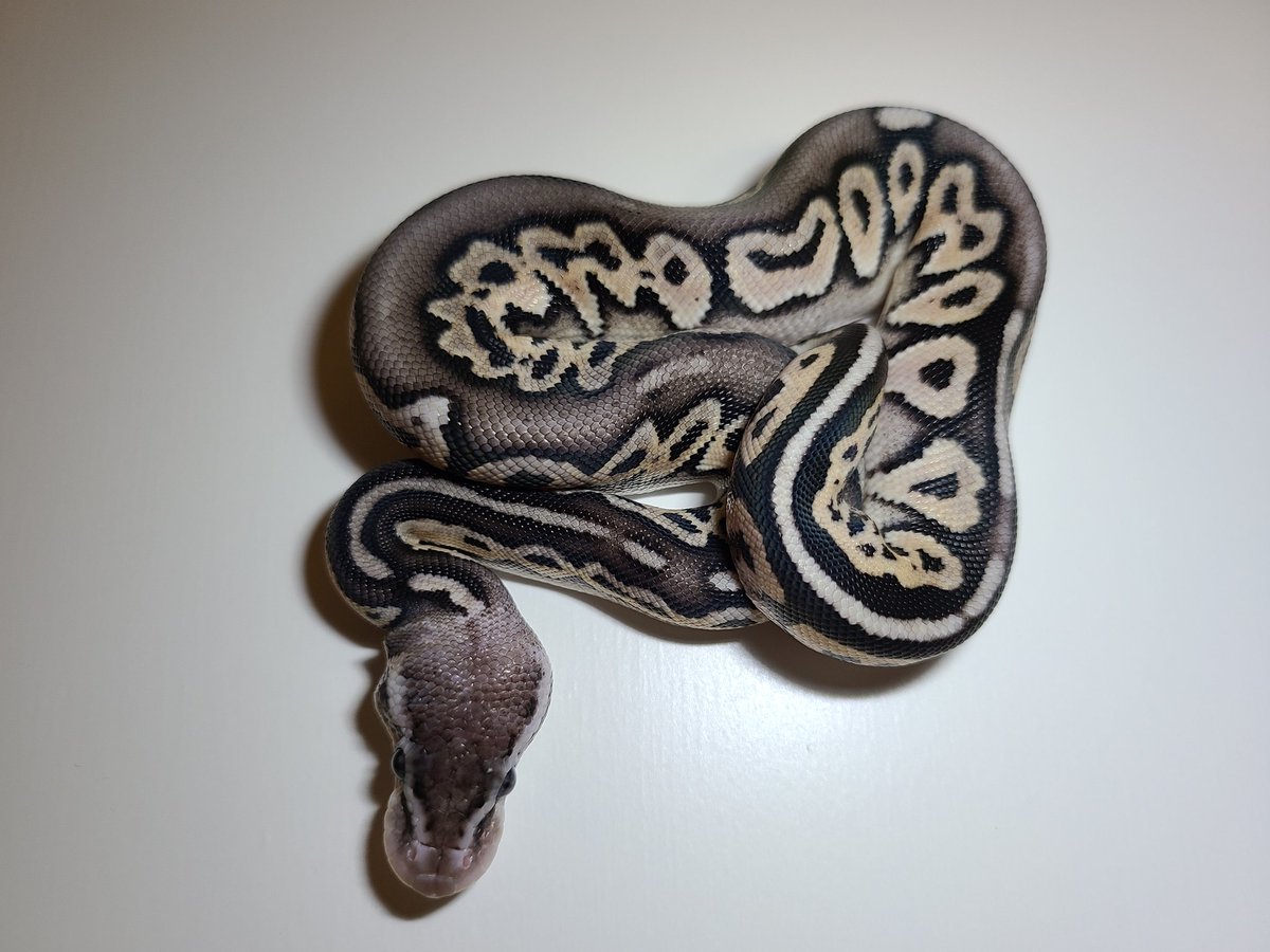 kirin_870's tweet photo. 全部脱いだ!
シナモンモハべパステル♂
シナモンGHIモハべパステル♀
お仕事です。
お疲れ様。
あとは餌付けだーー
それにしても
シナモンモハべパステルのコンボモルフ名ってあんのかな?
#ballpyton
#ボールパイソン https://t.co/XL1KThdot6