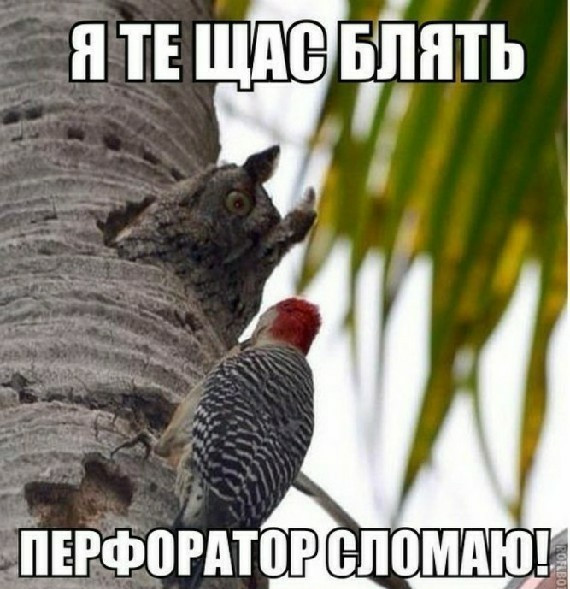 В мире животных :)
красивые часики ali.pub/52xrbe