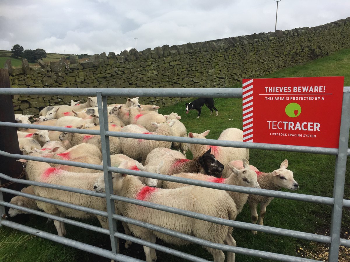 Operation Bo Peep tweet media