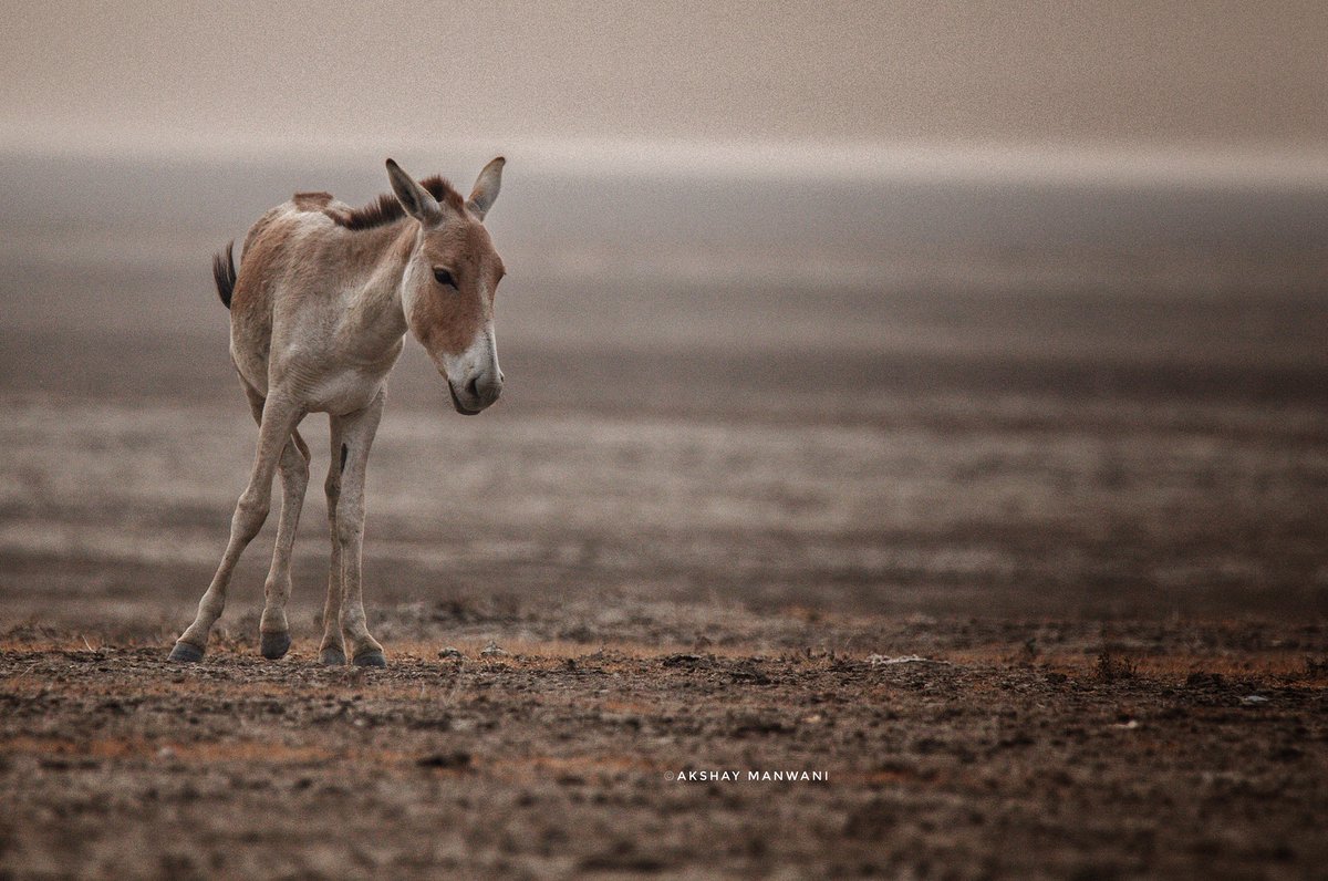 AkshayManwani's tweet photo. #WildAss or #khur from #LittleRannOfKutch. @goldsant @Bhrigzz @SanjibIfs #IndiMammals https://t.co/25SCQ7YBhS