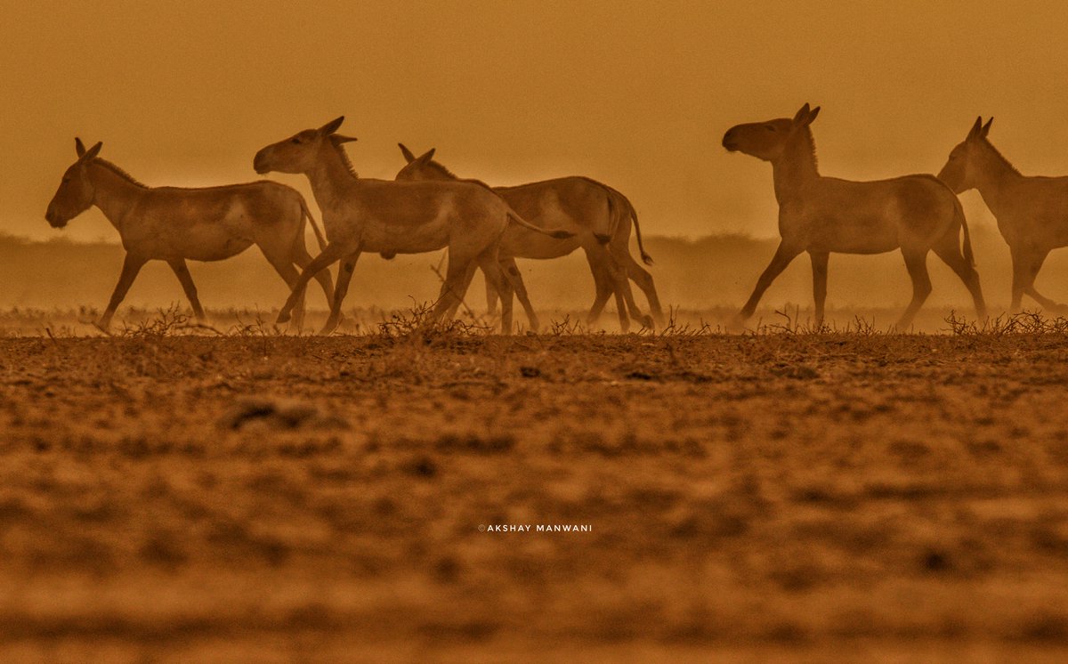 AkshayManwani's tweet photo. #WildAss or #khur from #LittleRannOfKutch. @goldsant @Bhrigzz @SanjibIfs #IndiMammals https://t.co/25SCQ7YBhS