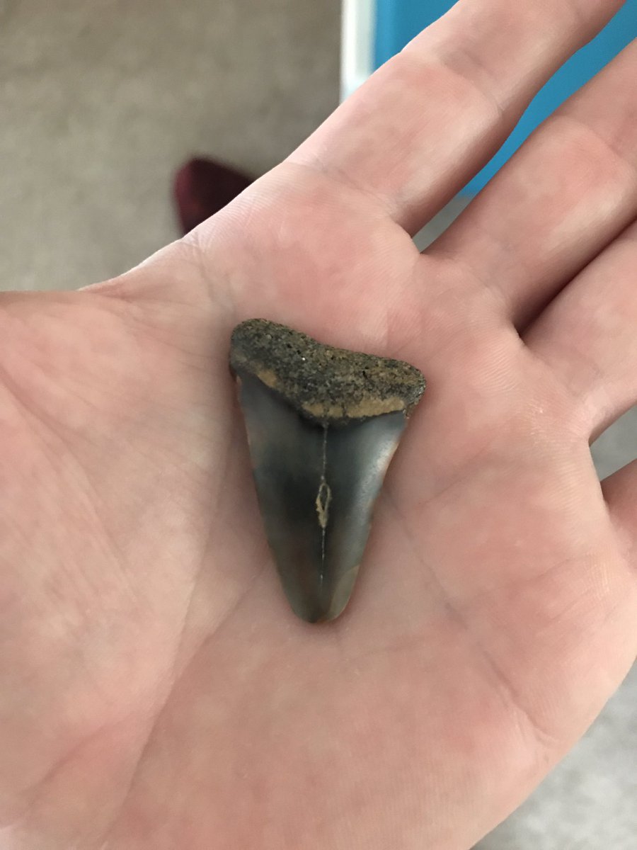 markjohnconnell's tweet photo. Nice little find at Felixstowe ferry a few weeks ago. Anybody able to identify what type of sharks tooth this is and idea of age..? @GeoSuffolk can you help? #sharkstooth #shark #suffolk #fossil https://t.co/mNBbgimTiI