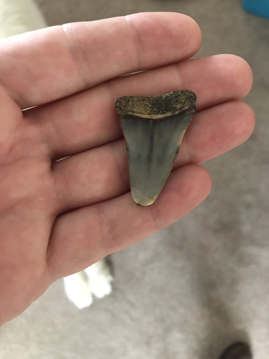 markjohnconnell's tweet photo. Nice little find at Felixstowe ferry a few weeks ago. Anybody able to identify what type of sharks tooth this is and idea of age..? @GeoSuffolk can you help? #sharkstooth #shark #suffolk #fossil https://t.co/mNBbgimTiI