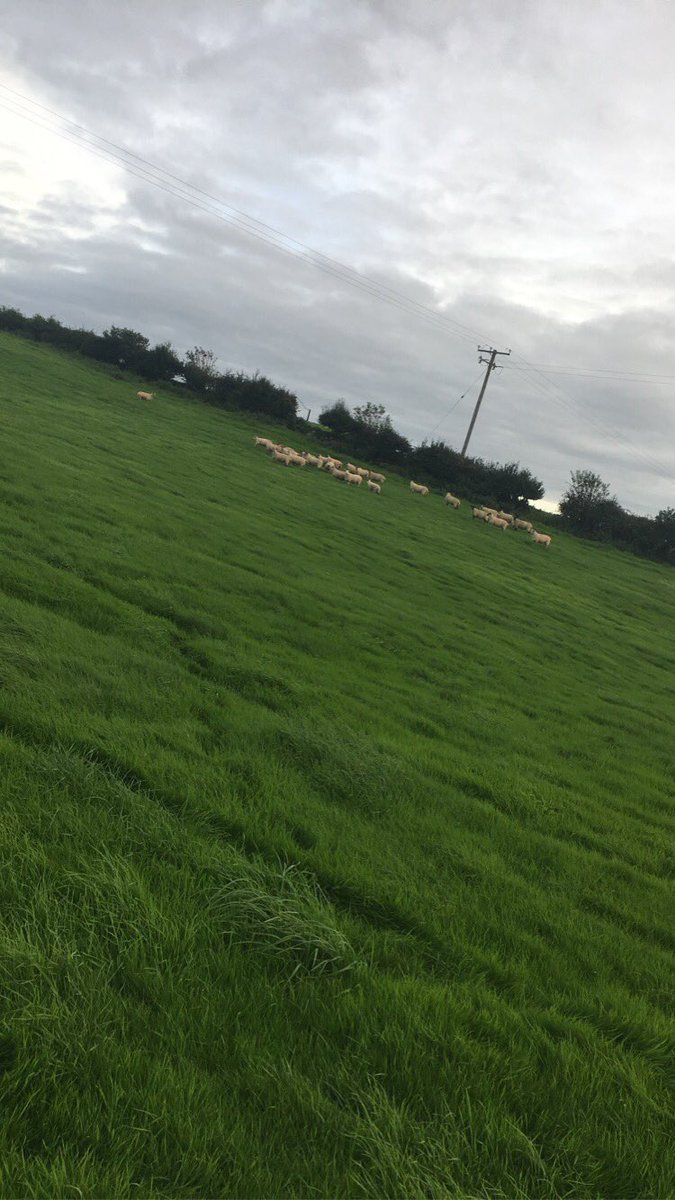 Grass walk done for the week. Safe to say we’re meeting the targets. AFC 1084. Forward stores will be needed to keep on top of the growth before housing
