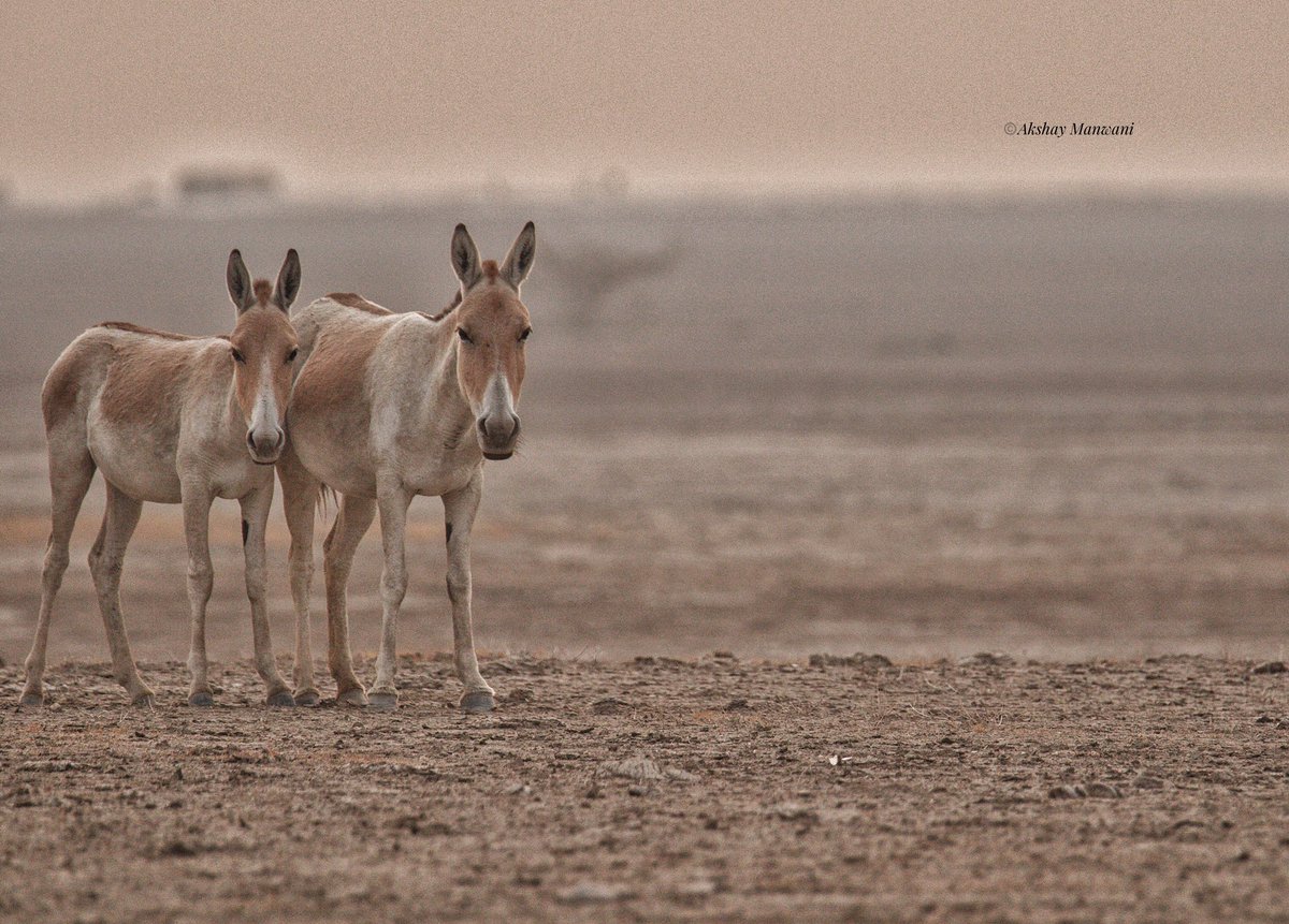 AkshayManwani's tweet photo. #WildAss or #khur from #LittleRannOfKutch. @goldsant @Bhrigzz @SanjibIfs #IndiMammals https://t.co/25SCQ7YBhS
