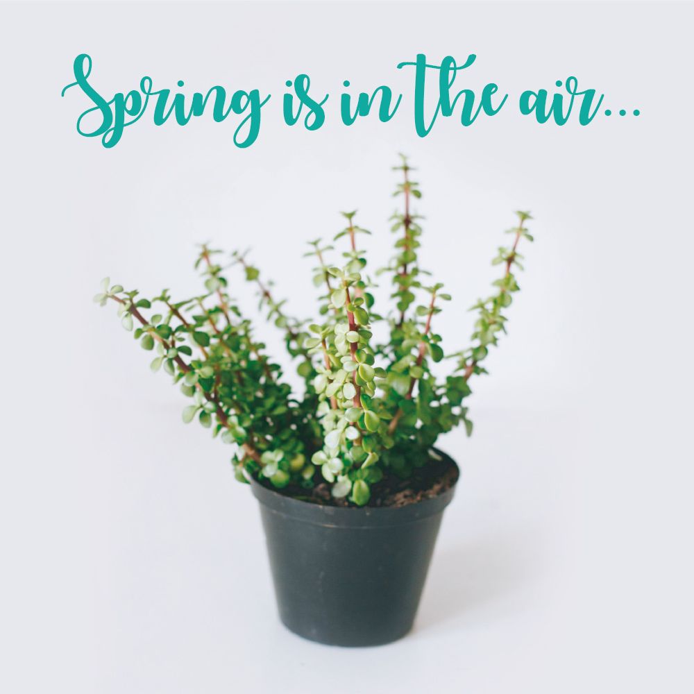 NelsonMandelaSq's tweet photo. Get a free Spekboom plant when you spend R500 or more at @SorbetGroup in #IconicMandelaSquare. Ts &amp; Cs apply. While stocks last.

#CreateTomorrow #ShapeTomorrowTogether #Sorbet #Spekboom #Beauty #Salon https://t.co/frututXkul