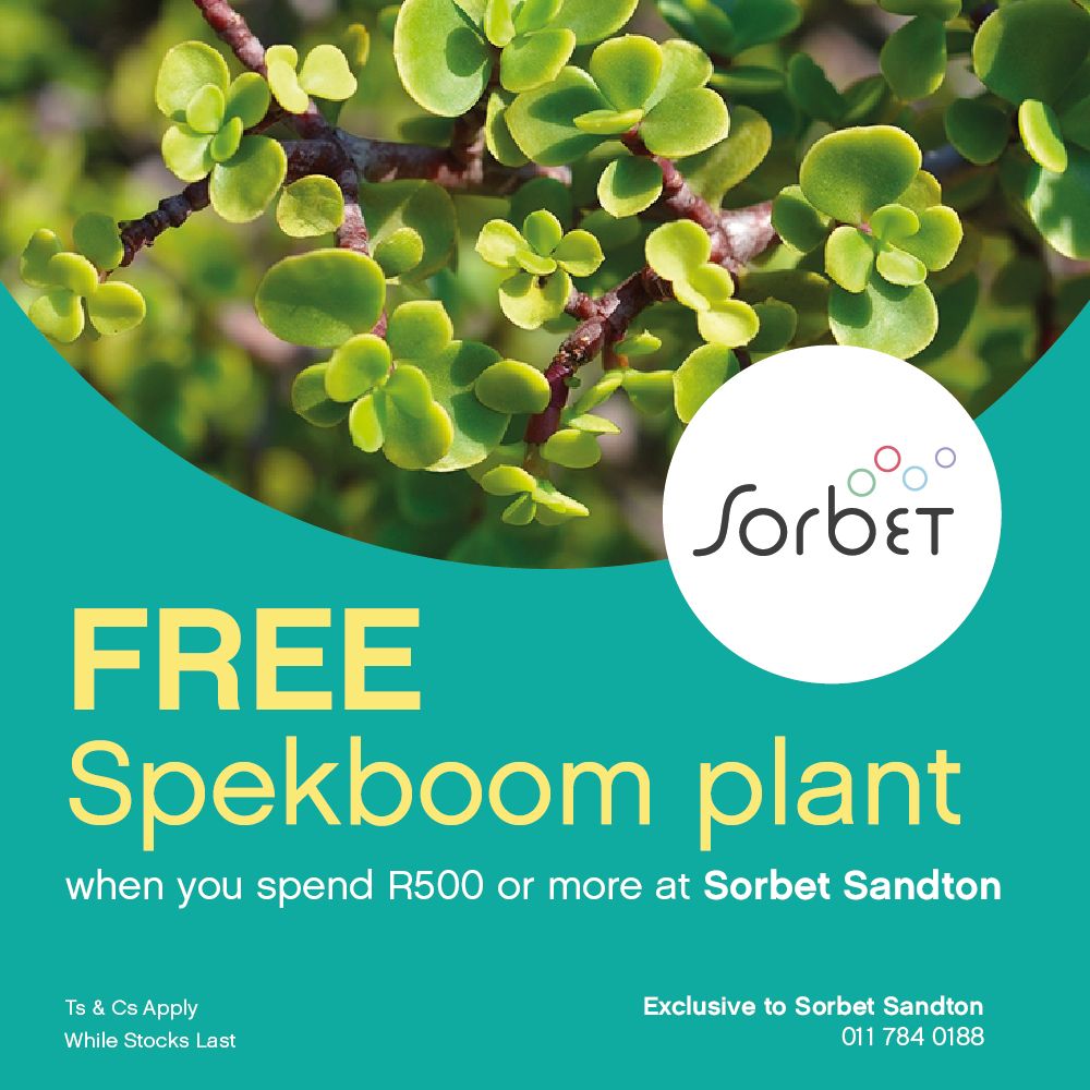NelsonMandelaSq's tweet photo. Get a free Spekboom plant when you spend R500 or more at @SorbetGroup in #IconicMandelaSquare. Ts &amp; Cs apply. While stocks last.

#CreateTomorrow #ShapeTomorrowTogether #Sorbet #Spekboom #Beauty #Salon https://t.co/frututXkul
