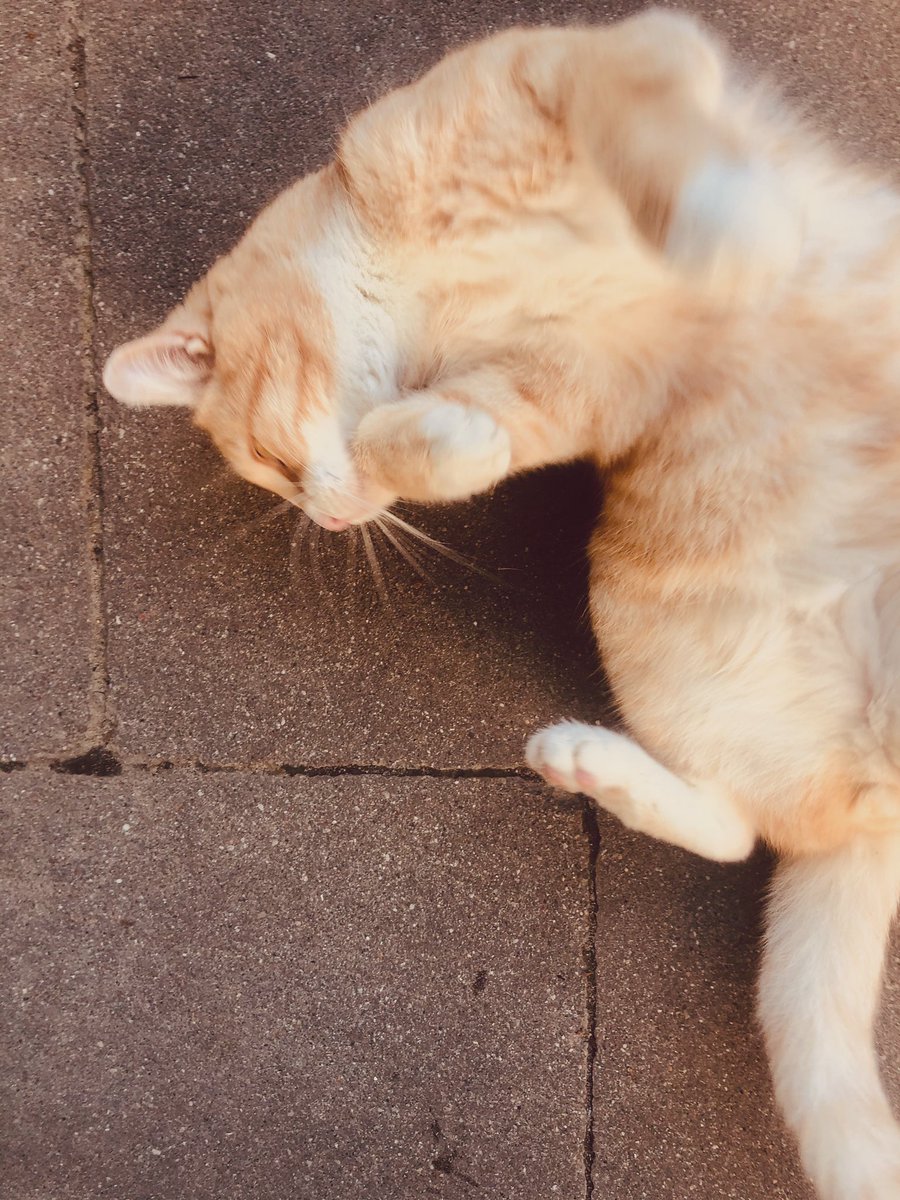 Asjienka's tweet image. Pokochałam jak swoje.
#PanKot