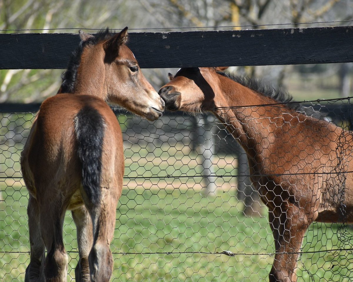 StudValiant's tweet photo. Making new friends can be
hard, but its even worse when you have to meet through the fence.
These two won't let that stop this budding friendship.๐ซ๐๐จ
#BeValiant #Foals #Foals2020 #FoalSpam #Friends #Friendship #NewMates #FoalPhoto #BestFriends #Besties https://t.co/SHtwvwX2gB
