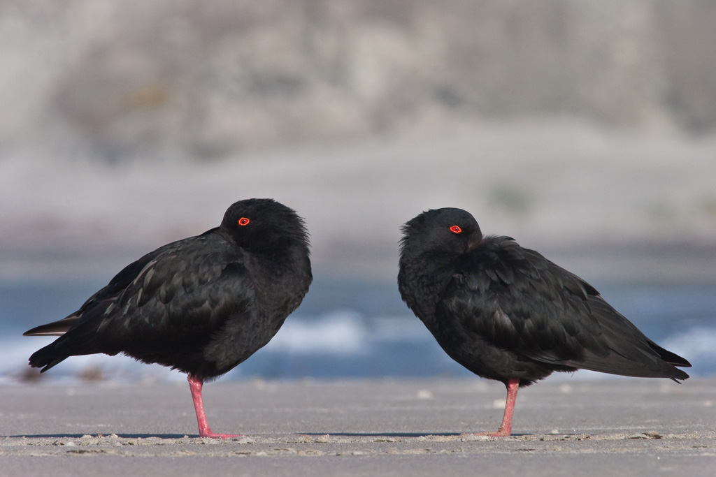 Bookends. A pair of variable oystercatchers pose on a local beach.
#birdphotography #TwitterNatureCommunity #birds #nzbirds #wildlifephotography #BBCWildlifePOTD #ThePhotoHour #VariableOystercatcher #oystercatcher