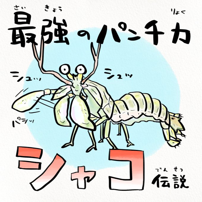 驚異の色彩能力者シャコ。ヒトの眼が赤、緑、青の3つの光しか反応しないのに比べて、シャコの眼はなんと12種類の光に反応できるのだ!ただ脳が小さいので複雑な情報処理はできない、できるのはパンチのみ!パンチ!! 
