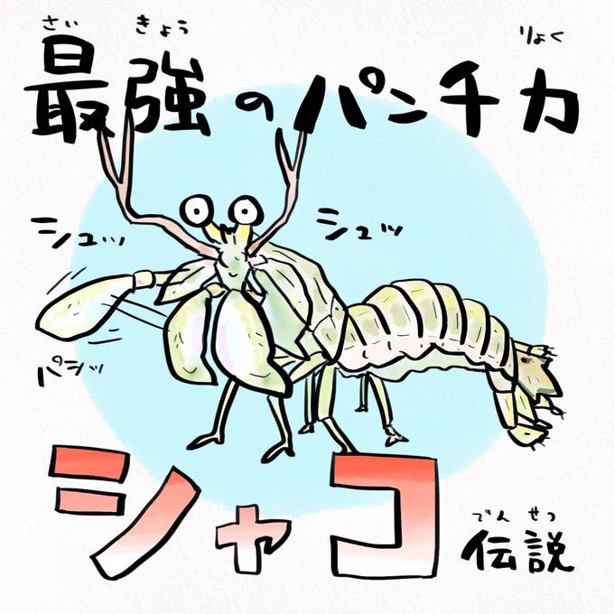 驚異の色彩能力者シャコ。ヒトの眼が赤、緑、青の3つの光しか反応しないのに比べて、シャコの眼はなんと12種類の光に反応できるのだ!ただ脳が小さいので複雑な情報処理はできない、できるのはパンチのみ!パンチ!! 