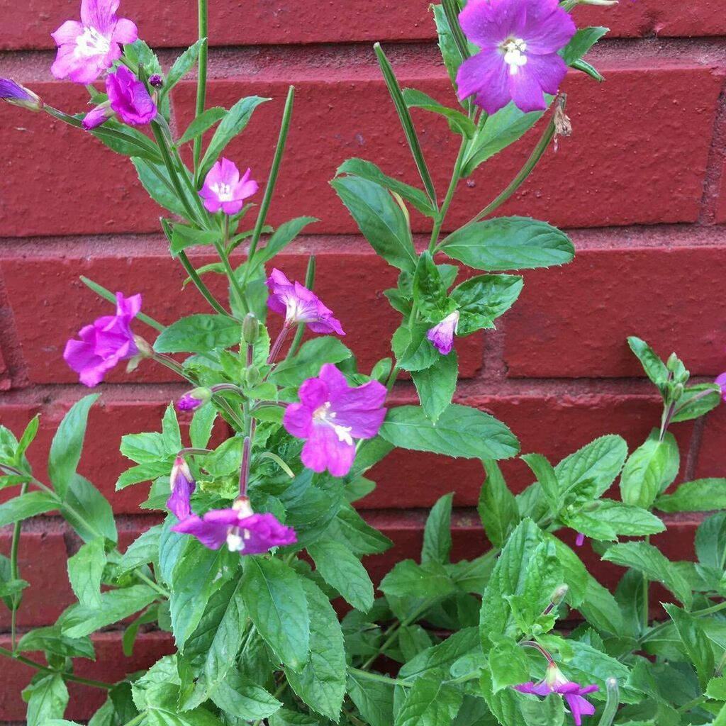 Hairy willowherb (Epilobium hirsutum) indentified in #SeymourParkOT *photo by Tor our Wildlife expert instagr.am/p/CE3l6oGgju2/