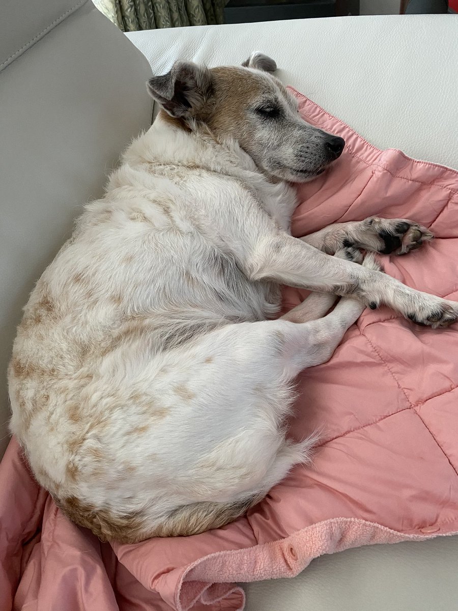 Neko Usa Life 実家の犬 マチュー 久しぶりに会えた 12歳のおじいちゃんです しかし かわいいなぁ 犬 いぬ Dog 実家犬 マチュー ジャックラッセルテリア 12歳 おじいちゃん犬 かわいい