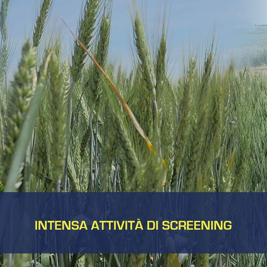 SEMETICAsrl's tweet photo. 🌾 SEMETICA
🌱 scopri tutti i nostri prodotti
▶️il nostro catalogo ▶️ https://t.co/rgTE1kUoA4
#sementiera #semetica #triticale #loietto #erbamedica #miscugli #granoduro #granoitaliano #granotenero #tradizione #sementiera #orzo #avena #soloilmeglio #aziendeitaliane #aziende… https://t.co/a7TfSLALbn