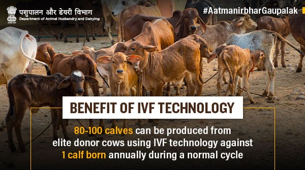 #IVF is an advanced reproductive technology used in #CattleBreeding that helps farmers improve pregnancy rates in #cattle and maximize the genetic potential of elite donor females.
#AatmanirbharGaupalak #Innovation #AnimalWealth #NewIndia #PashuDhanSamriddhi