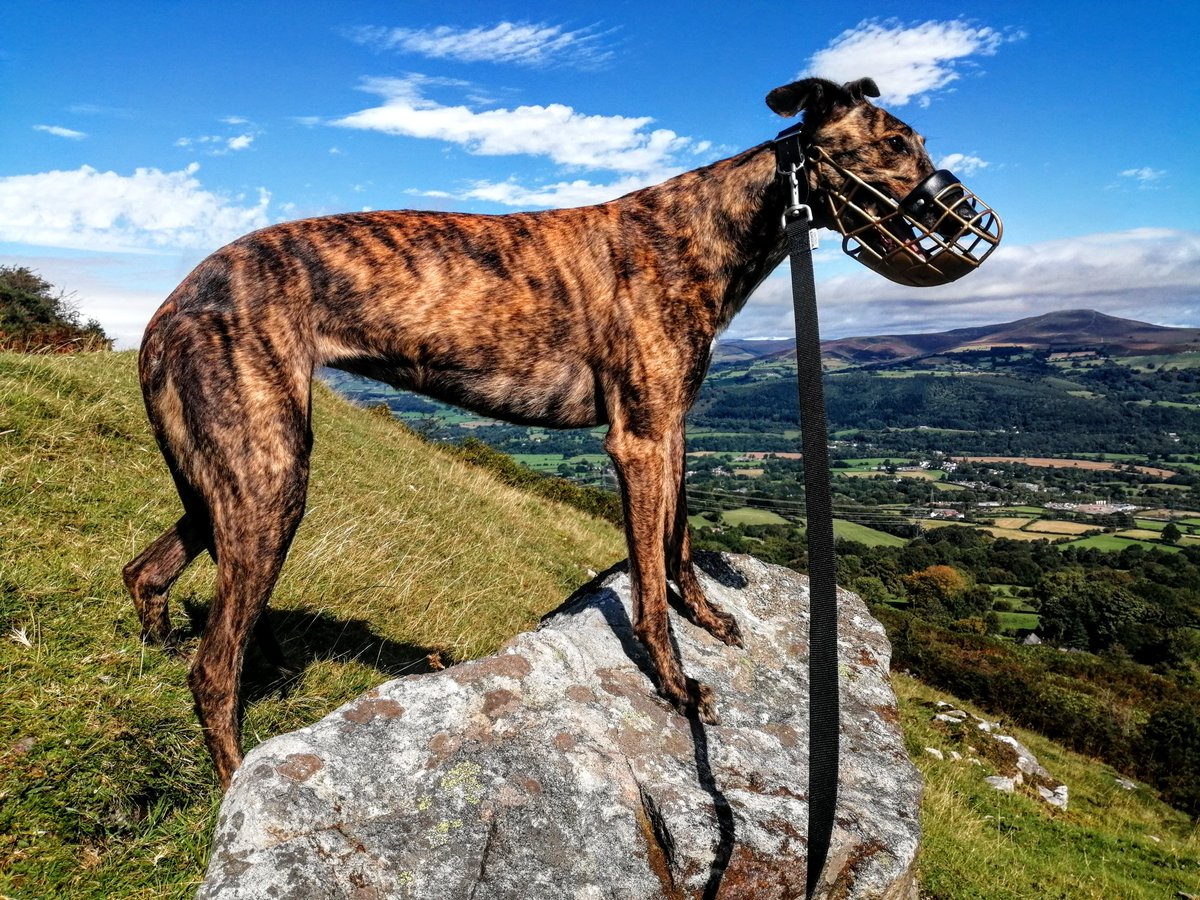 Out with the hound - Gwladys #Pwlldu #Southwales #Blaenavon #Greyhoundtrustwestwales