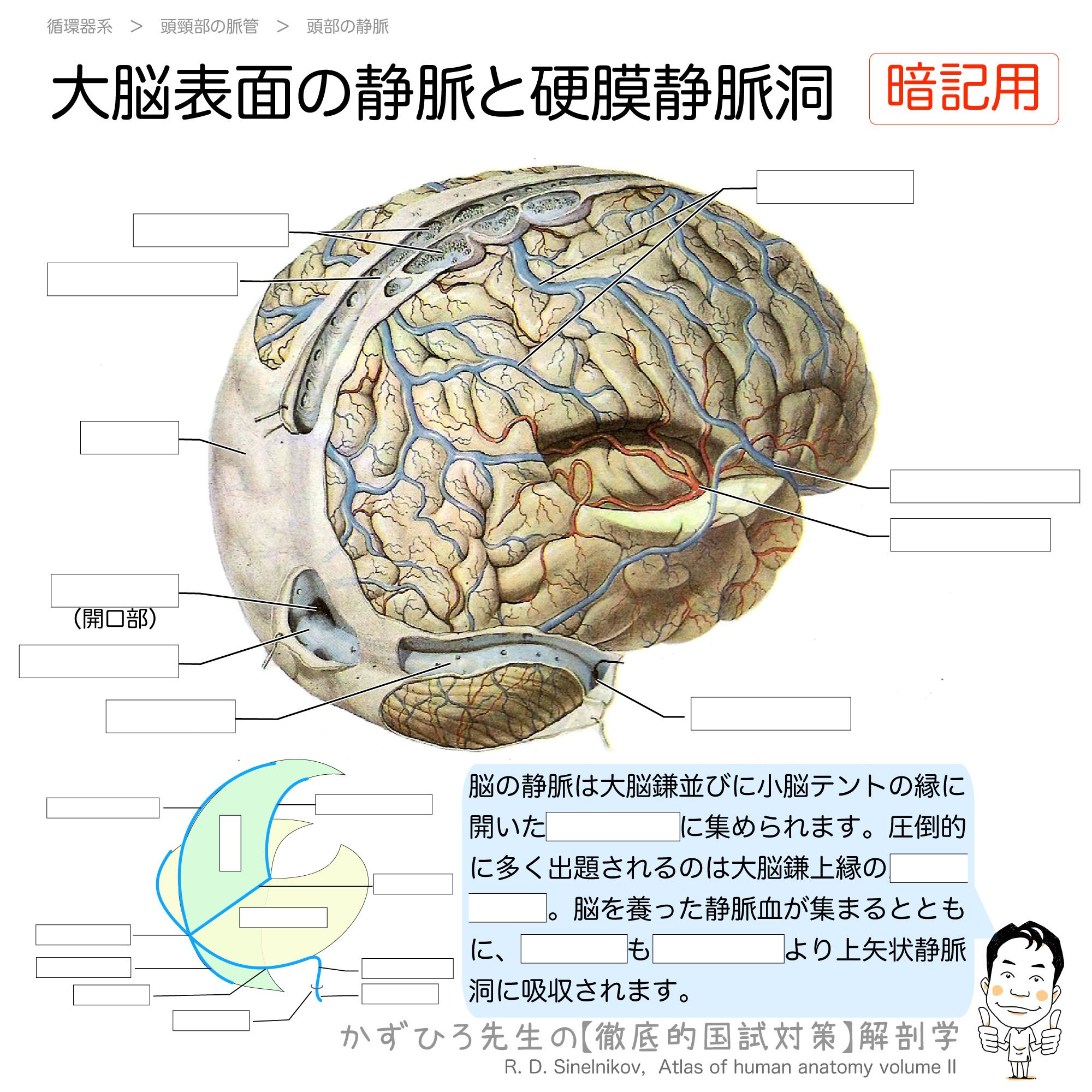 黒澤一弘（かずひろ）解剖学IT教育・指圧師・ラダック on X