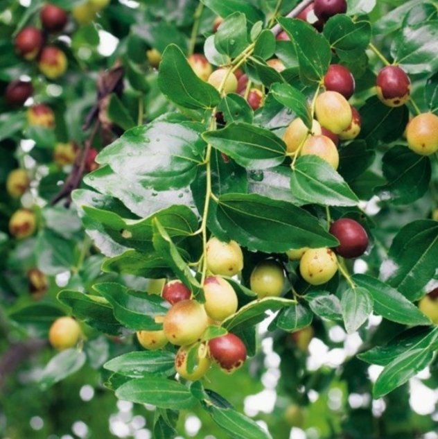 atcostel's tweet photo. Ziziphus / Зизифус other great berry tree AtCostel garden, also  reach in vitamin C ! Love naturopathy!  #зизифус #ziziphus #berrytree #wildberries #berries #winterberries #naturopathicmedicine #naturopathe #redberries #naturopathicdoctors #naturopathie #naturopathicnutrition https://t.co/rP7zLBNvZF