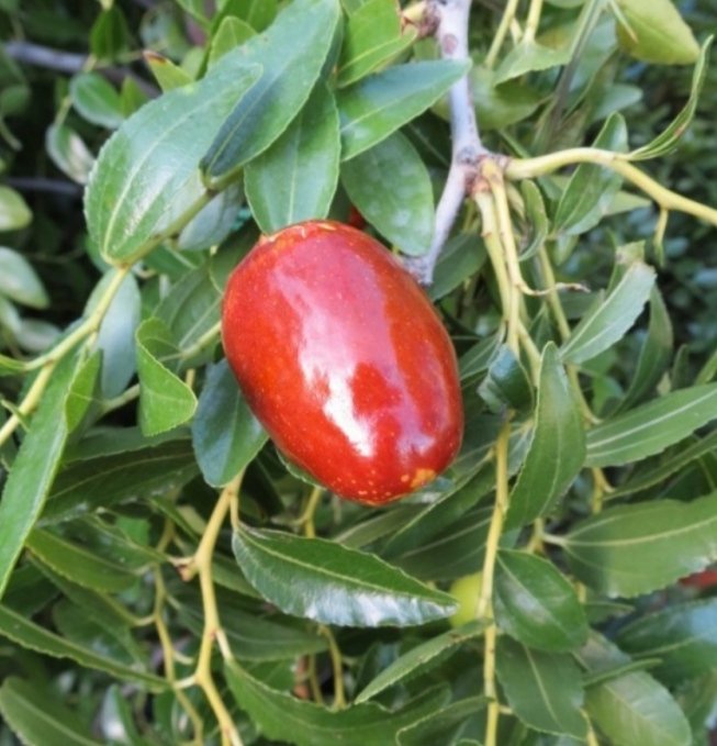 atcostel's tweet photo. Ziziphus / Зизифус other great berry tree AtCostel garden, also  reach in vitamin C ! Love naturopathy!  #зизифус #ziziphus #berrytree #wildberries #berries #winterberries #naturopathicmedicine #naturopathe #redberries #naturopathicdoctors #naturopathie #naturopathicnutrition https://t.co/rP7zLBNvZF