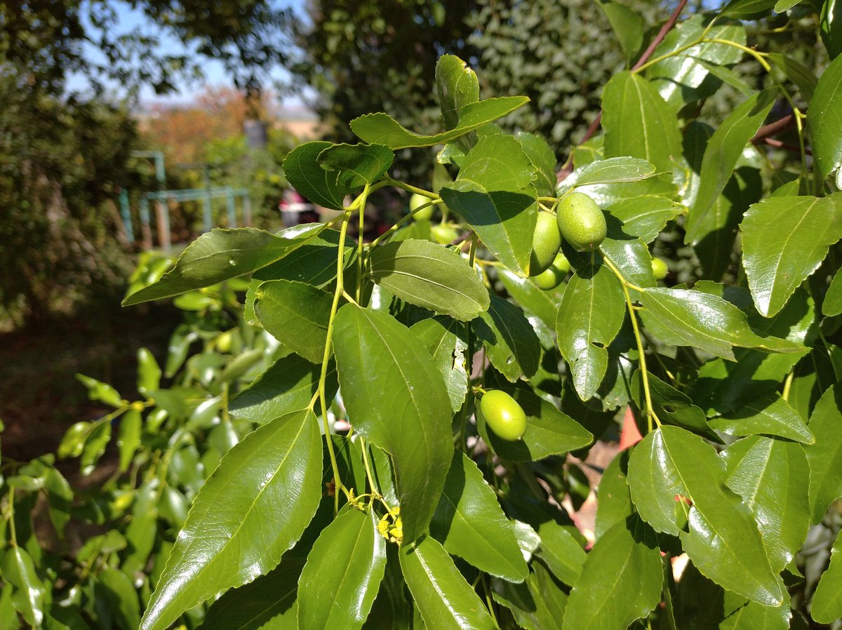 atcostel's tweet photo. Ziziphus / Зизифус other great berry tree AtCostel garden, also  reach in vitamin C ! Love naturopathy!  #зизифус #ziziphus #berrytree #wildberries #berries #winterberries #naturopathicmedicine #naturopathe #redberries #naturopathicdoctors #naturopathie #naturopathicnutrition https://t.co/rP7zLBNvZF