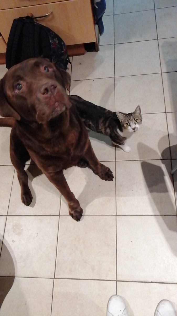 Blueeyesaddict's tweet photo. #TwoForTuesday with Mazzel & Tirza together in one picture. They are hoping to get sth from the #breakfast of my youngest daughter before leaving for school. #furryfriends #cuties #hardtoignore #pets #lovethem ๐ถ๐ฑ https://t.co/dv52M2dNMQ