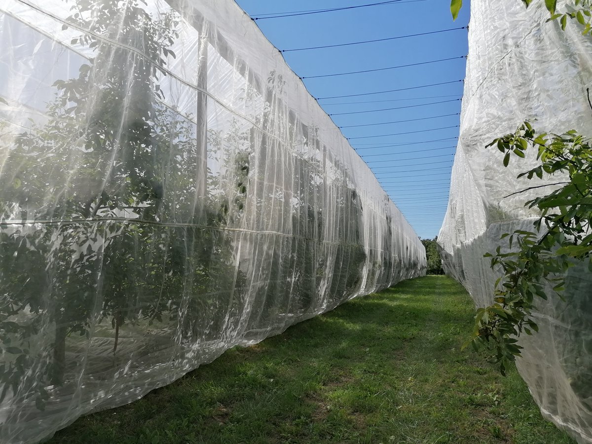 IRFEL_France's tweet photo. Suite à notre CA, le 3 septembre, la #Senura, station d'#expérimentation spécialiste de la #noix en région AURA nous a fait découvrir son essai Dephy #Ecophyto de #noyers ss bâches #insectproof pour réduire l'utilisation des produits #phyto de 50% voire de 100%. #innovant https://t.co/PCpdXBpVR0