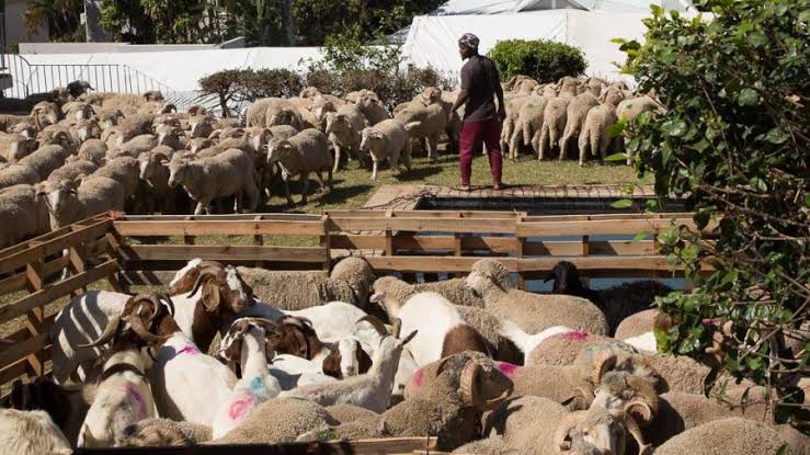 King Lemor tweet media