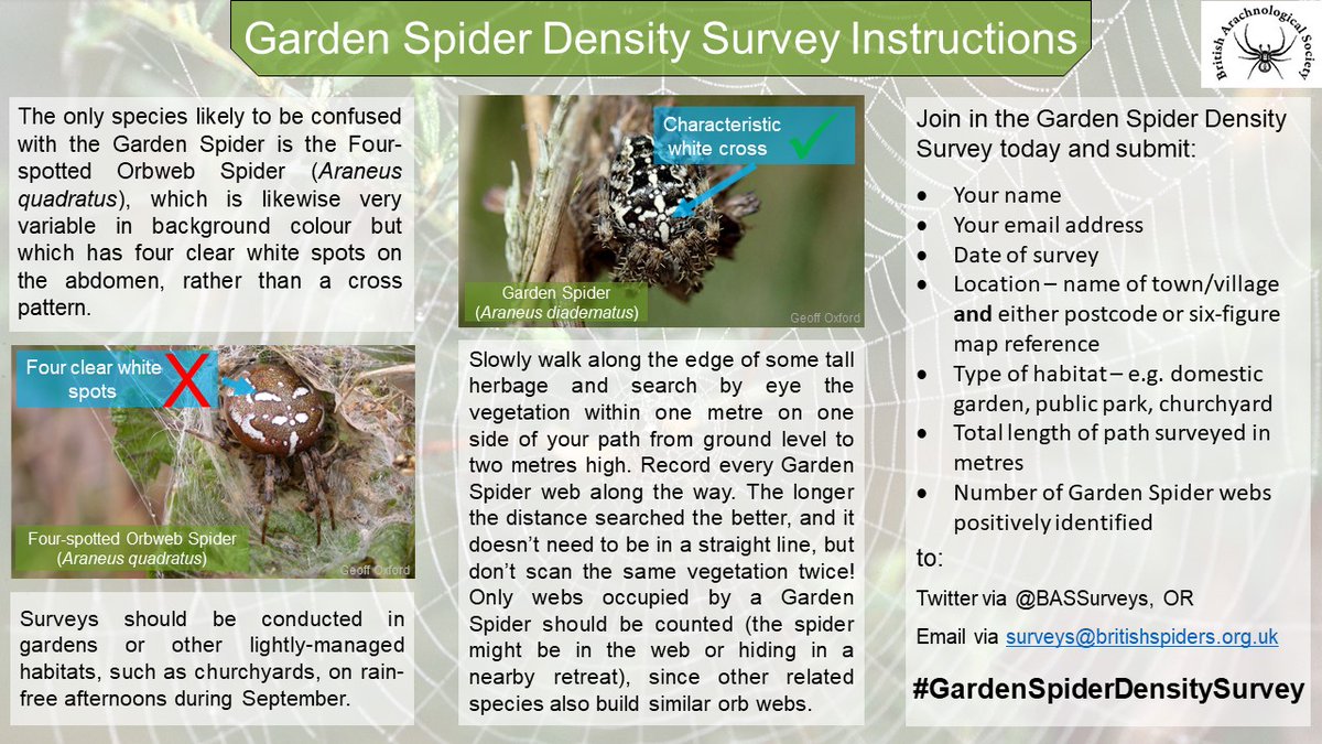Have you had a go at our #GardenSpiderDensitySurvey? This quantitative survey will help us understand how close together our Garden Spiders are living! 🧮🕷️🧑‍💼

Go out and count these wonderful orbweavers - we'd love to know how many you find per metre of vegetation! 🌿🕷️📏