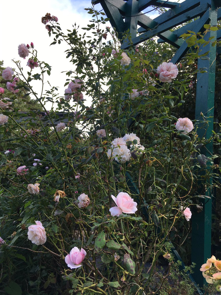 ZenPlot10's tweet image. On holiday in Dorset, missing #Plot10 but we are staying at a friend’s holiday cabin and it’s garden is fabulous! Not to mention the cabin, which is giving me ideas for painting the potting shed (when it arrives)