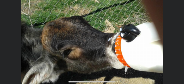 reddakin's tweet photo. Wow! Can't believe it was 5 years ago that I was looking after this little one in the middle of the Australian outback. How time flies! 🐮🥰 https://t.co/pw3FjlWmZQ