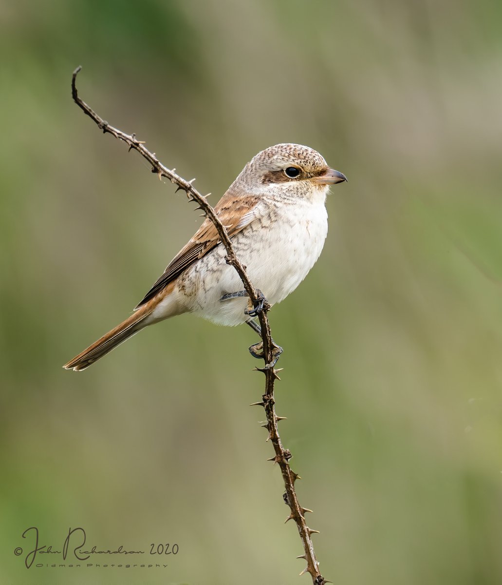 oldman65Suffolk's tweet image. Another photo of the confiding Red-backed Shrike at East Lane yesterday
Olympus EM-1X + Olympus 300mm f/4 + 1.4 X extender
#OlympusUK