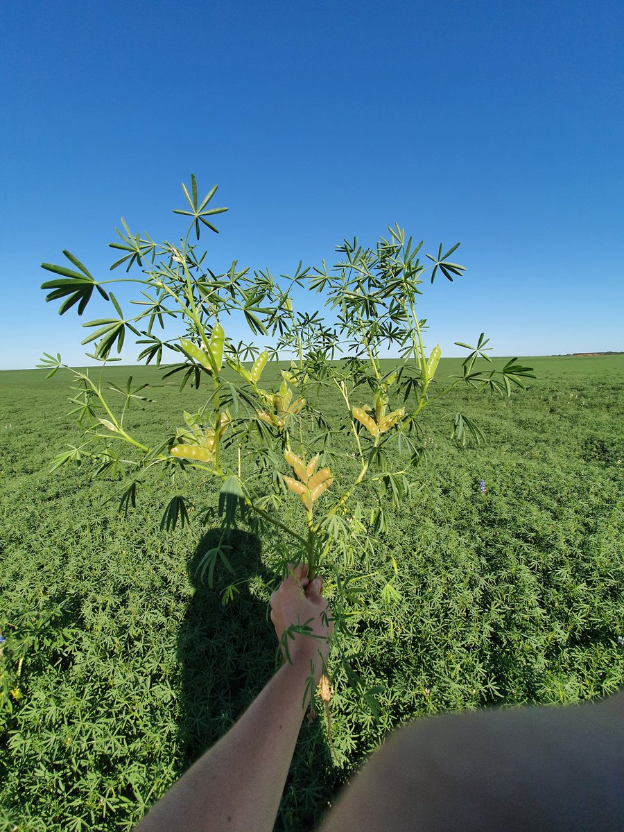 jsawyer97's tweet photo. Righto reaching new levels of lupin yields this year up north getting to the stage after tertiary branches filling pods. Predicted yields anyone? #gettingkeen #pearlsofprotein https://t.co/TgHE3BYFMe