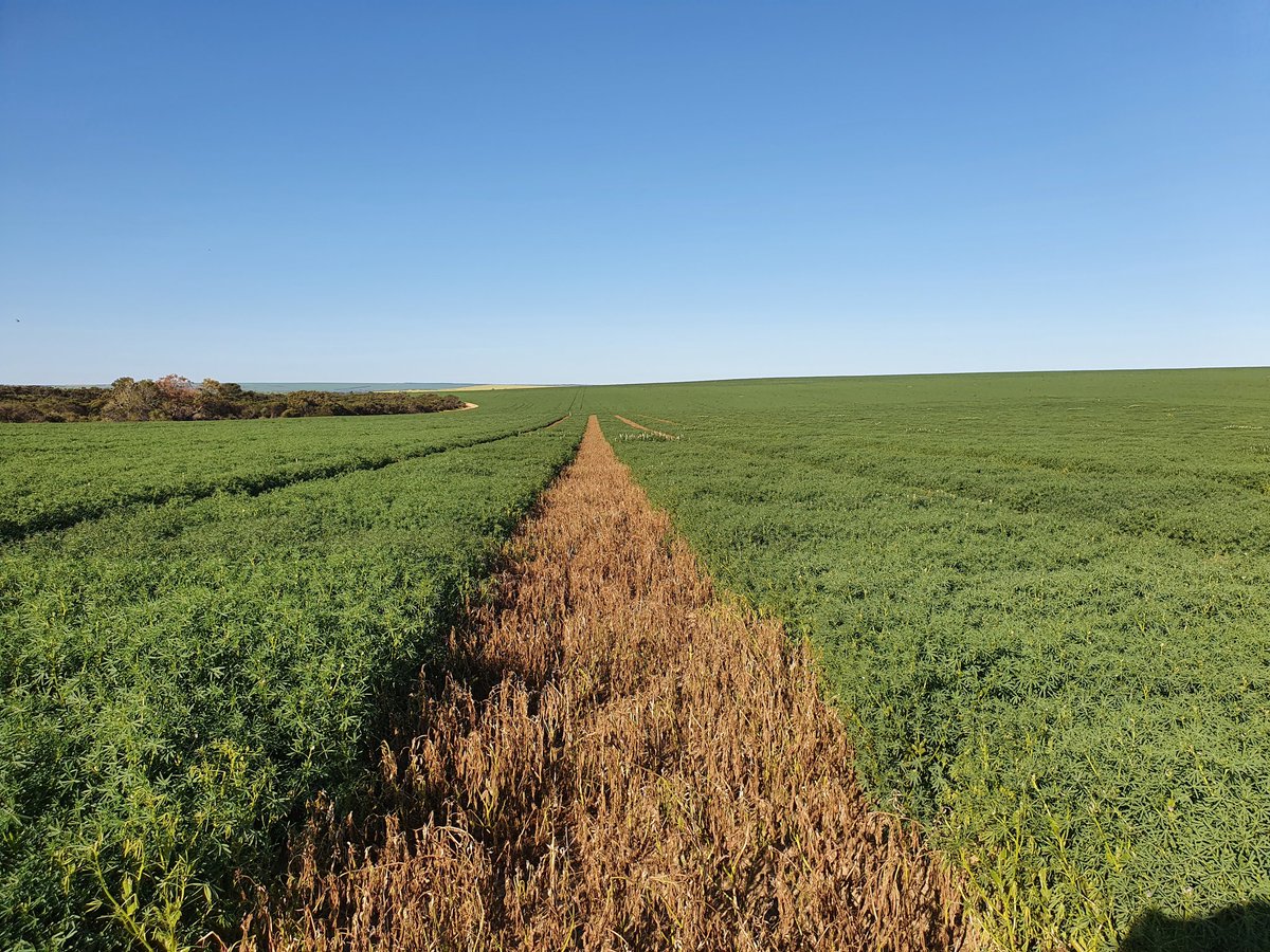 jsawyer97's tweet photo. Righto reaching new levels of lupin yields this year up north getting to the stage after tertiary branches filling pods. Predicted yields anyone? #gettingkeen #pearlsofprotein https://t.co/TgHE3BYFMe