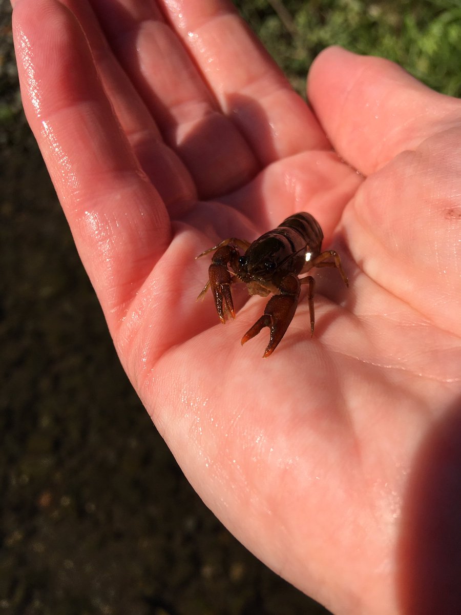 EnvAgencyNW's tweet photo. Last week #TeamEA were in #Kendal to rescue #Endangered white-clawed crayfish in order to preserve &amp; protect the species ahead of gravel removal to #ReduceFloodRisk in the River Kent system.

#EndangeredSpecies 

Find out more ➡️ https://t.co/Y6RYy8pMIN https://t.co/X4RWLQGuld