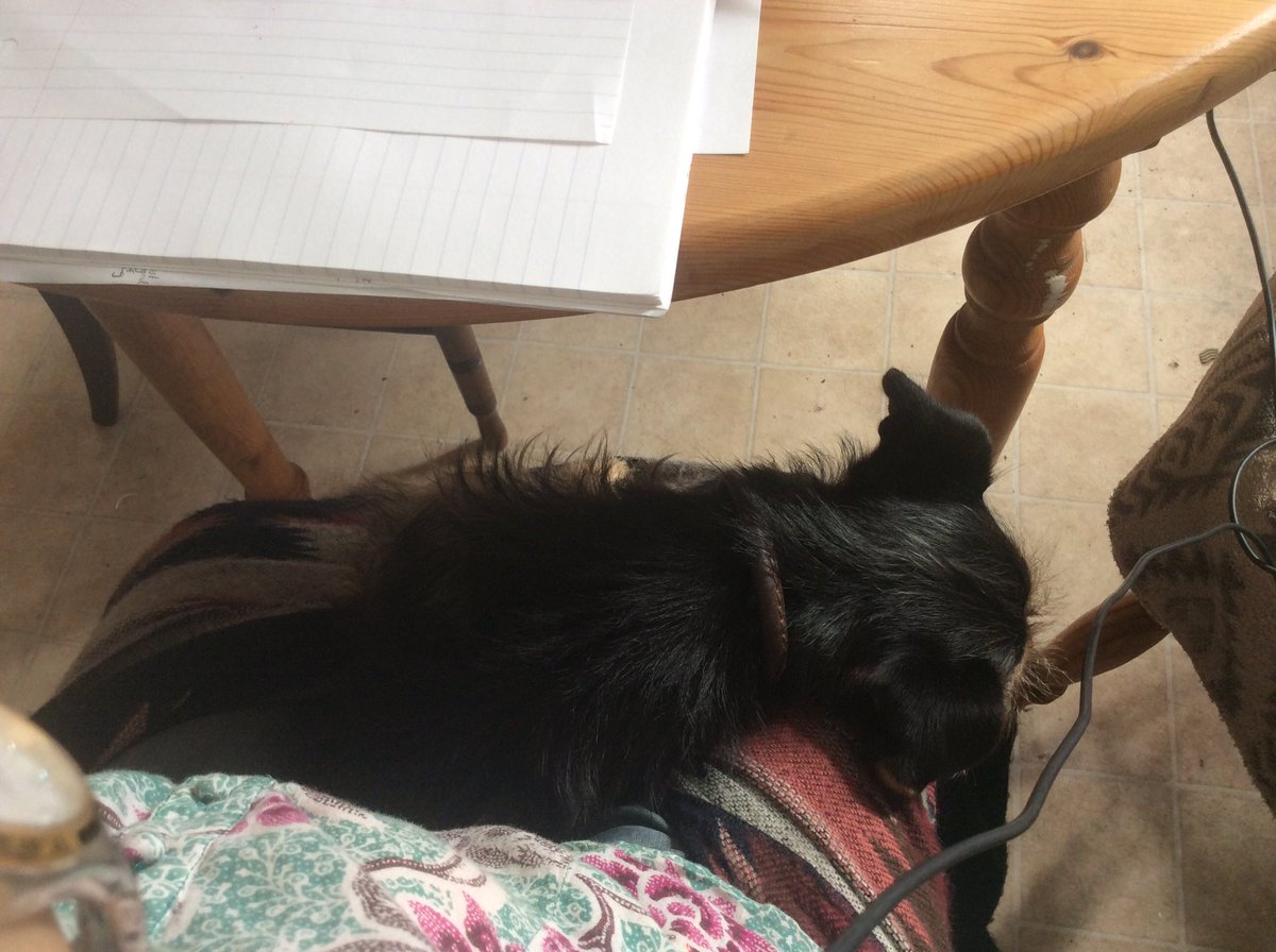 JWoodnutt's tweet image. Does anybody else have a ‘colleague’? This is Pixie, who is keeping me company today! #CopyCon20 #dogsoftwitter