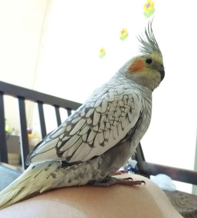 mounijanasena's tweet photo. Feeding The Bird is Also A From Of Prayer"

The Satisfaction Of Feeding Birds And Animals is Just amazing, Even if it is Only a Bite You Can Give Them💞🐾🦅

#feedbirds #freedomforbirds #janasevabyjanasena #PawanKalyan #janasainik #Mounijanasena || @PawanKalyan || @JanaSenaParty https://t.co/5wrKyJaG6g