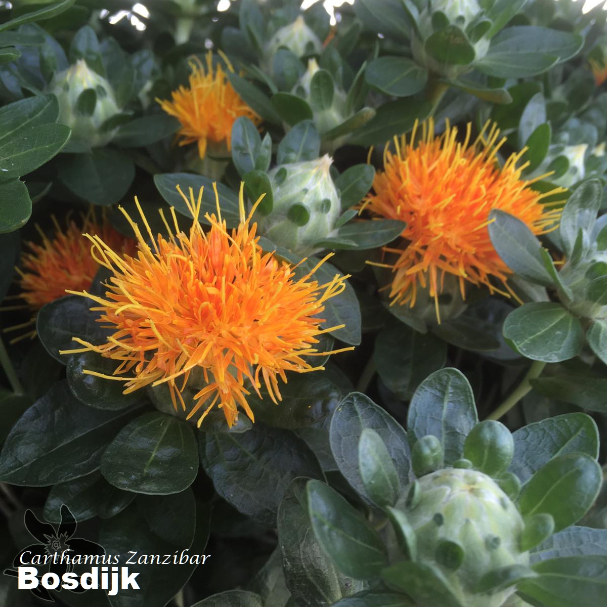 summerflowersNL's tweet photo. Waar jullie Summerflowers kwekerij Bosdijk waarschijnlijk vooral kennen van hun mooie Matthiola en Trachelium is er nu een nieuwe schoonheid in het assortiment.
Carthamus Zanzibar is zijn naam.
Wat vinden jullie? Blijvertje?
#Summerflowers #Carthamus #bosdijk #Seizoensbloemen https://t.co/VPchmLqLYn