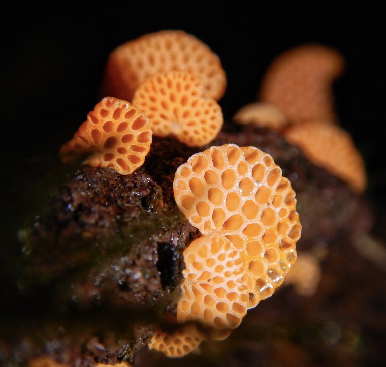 Mushrooms are a whole other world and they deserve the time to read and research, so many wonderful mycorrhizal relationships, and parasitic ones. Mycelium that stretches for miles. 36,000 sexes to avoid mitochondrial mutations.They look pretty magical too 